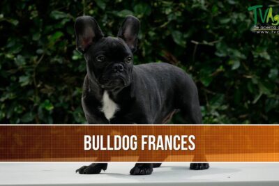 Estandar oficial del Bulldog Francés