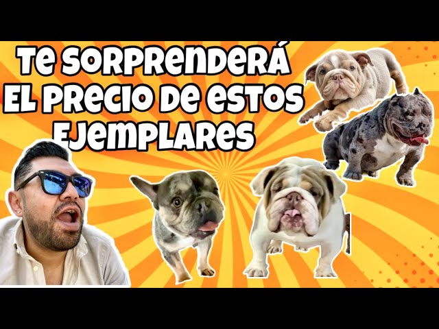 Comprar Bulldog Frances en Mercado Libre Bogotá